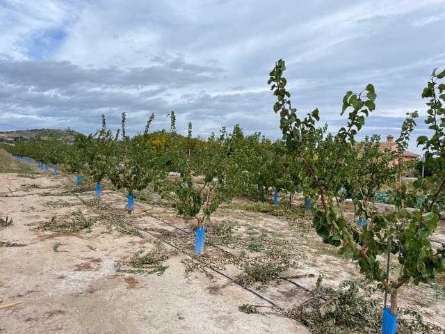 Undeveloped Land for sale in Cehegín - € 210,000 (Ref: 7905290)