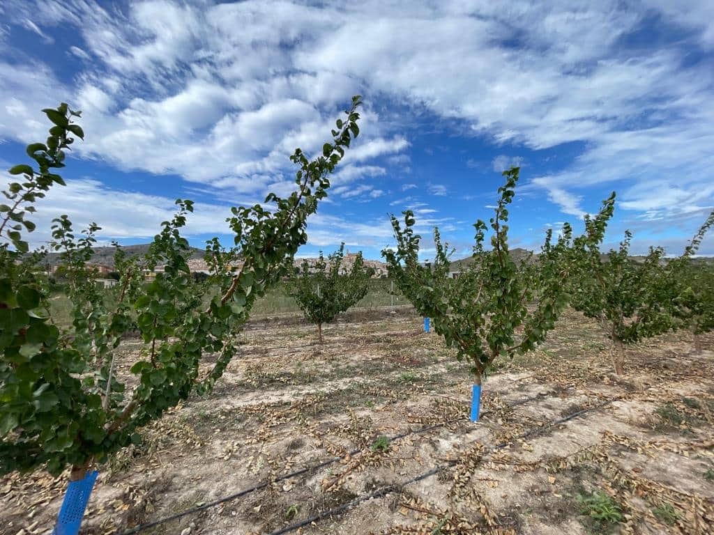 Undeveloped Land for sale in Cehegin - € 210,000 (Ref: 7905290)