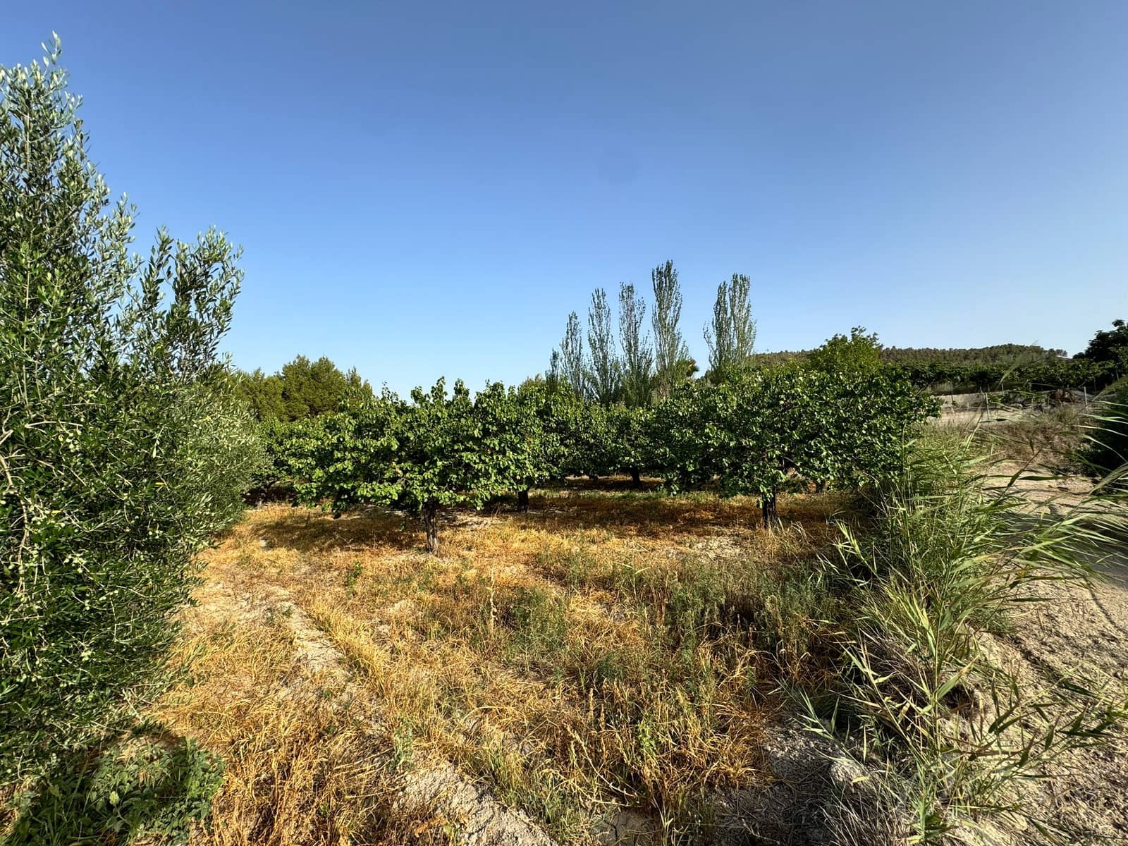 Finca/Country House for sale in Cehegin - € 36,000 (Ref: 8449677)