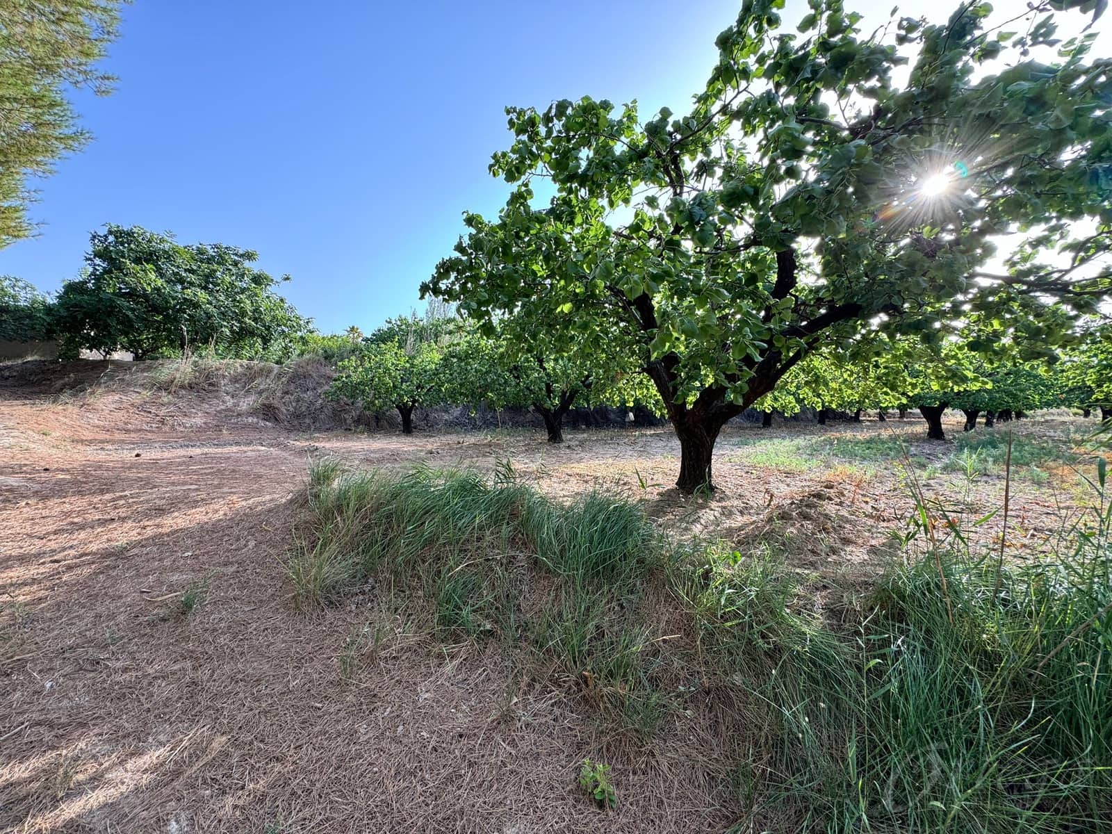 Finca/Country House for sale in Cehegin - € 36,000 (Ref: 8449677)