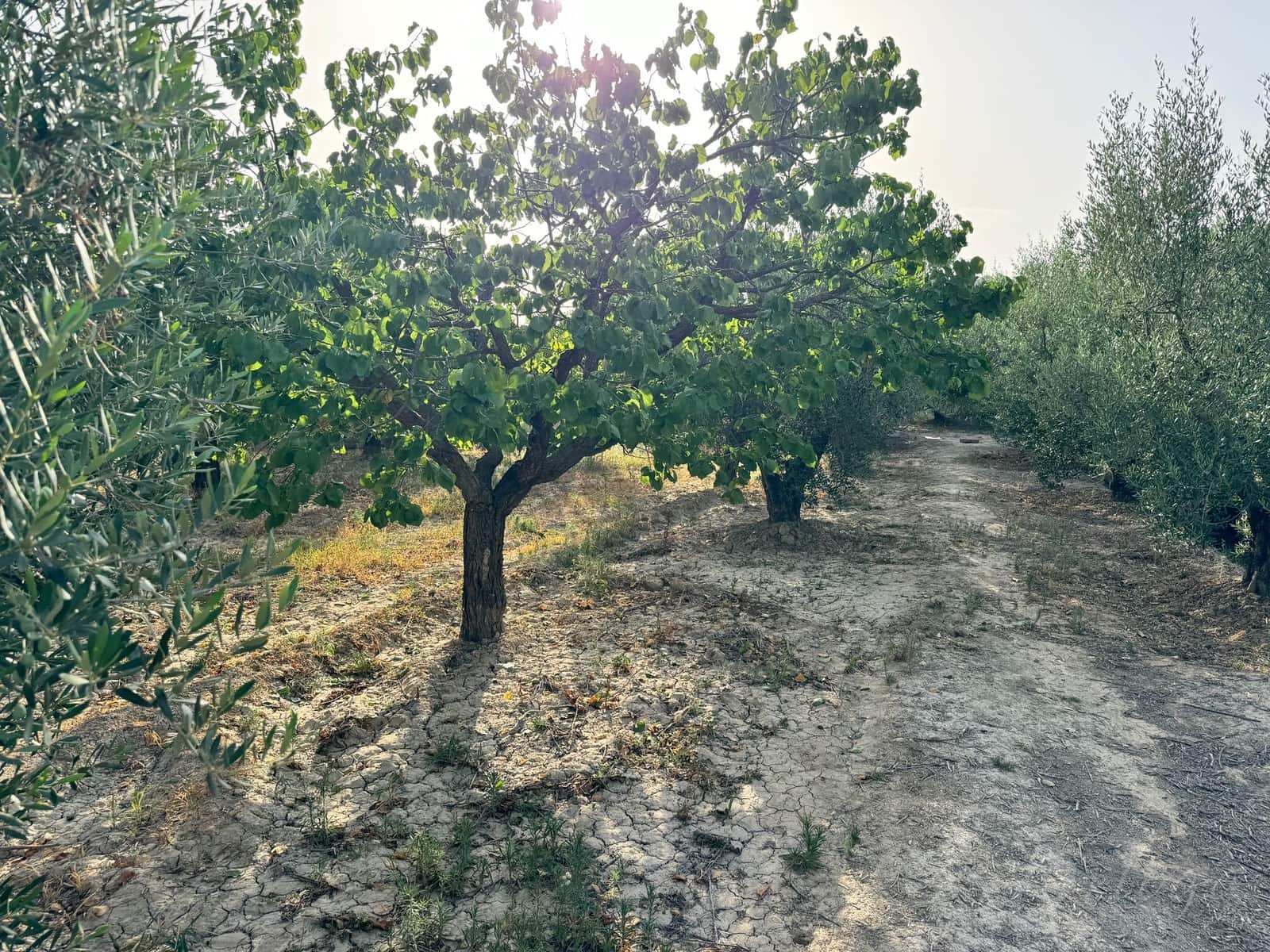 Finca/Country House for sale in Cehegin - € 36,000 (Ref: 8449677)