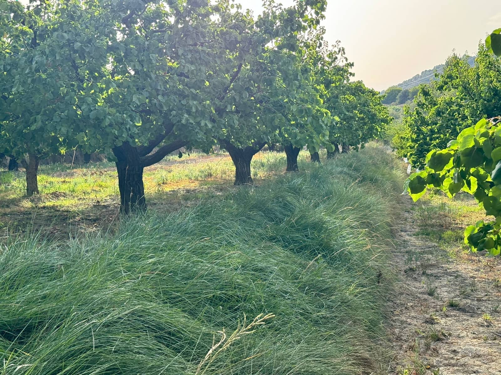 Finca/Country House for sale in Cehegin - € 36,000 (Ref: 8449677)