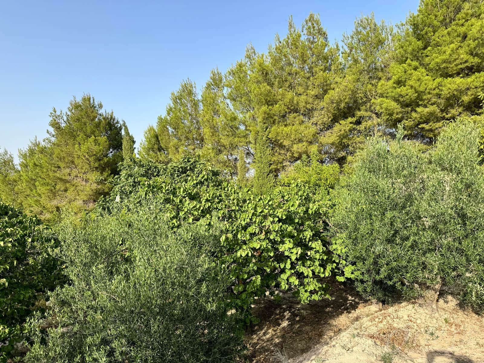 Finca/Country House for sale in Cehegin - € 36,000 (Ref: 8449677)