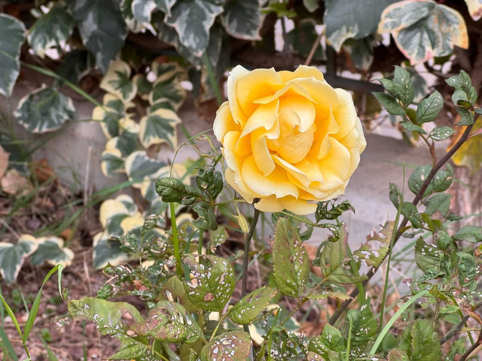 5 soverom Finca/Herregård til salgs i Sangonera La Verde med svømmebasseng garasje - € 235 000 (Ref: 9566779)