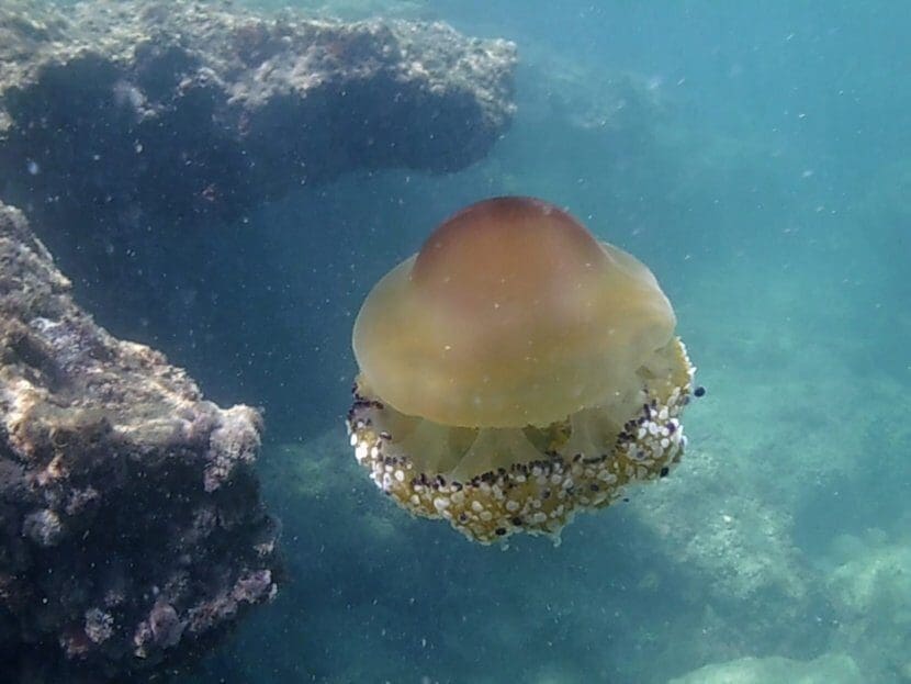 Apartamento de 2 habitaciones en Pilar de la Horadada en venta - 245.000 € (Ref: 9300647)