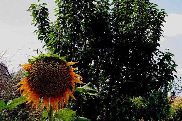 3 makuuhuone Huvila myytävänä paikassa Gea y Truyols mukana uima-altaan - 590 000 € (Ref: 9598690)