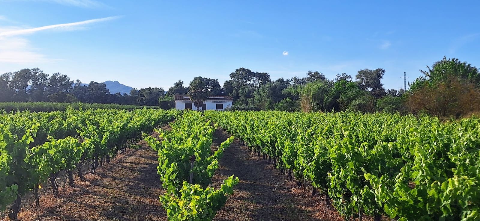 2 bedroom Finca/Country House for sale in Ginestar with pool - € 295,000 (Ref: 10018745)