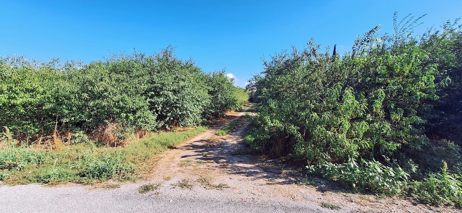 Landgrundstück zu verkaufen in Ginestar - 85.000 € (Ref: 10041790)