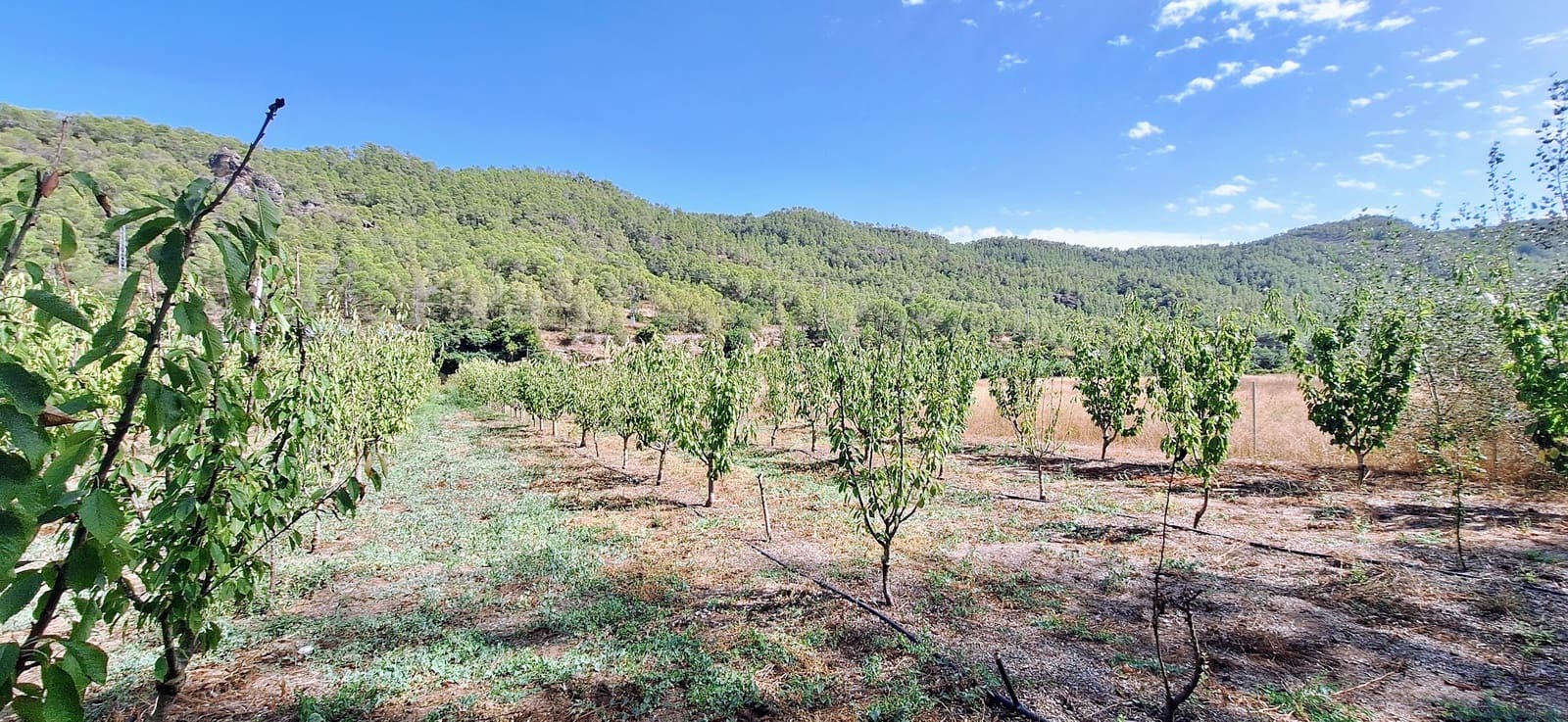 Finca/Landhuis te koop in Rasquera - € 44.000 (Ref: 10041798)