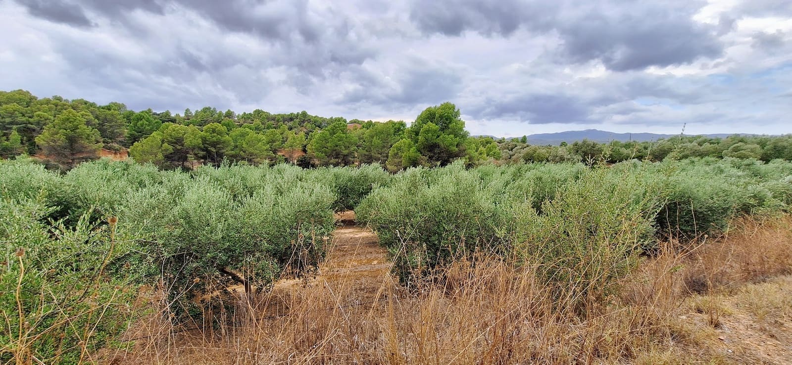 Finca/Country House for sale in Ginestar - € 49,000 (Ref: 10042260)