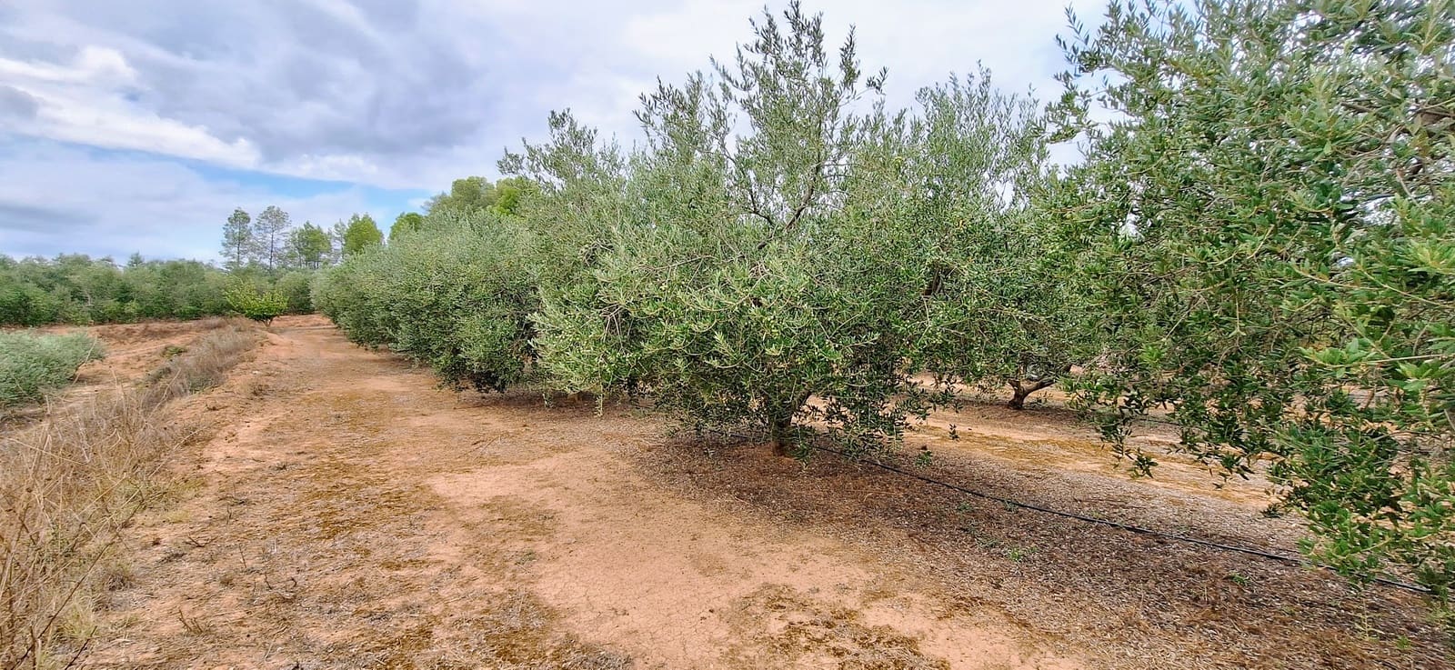 Finca/Country House for sale in Ginestar - € 49,000 (Ref: 10042260)