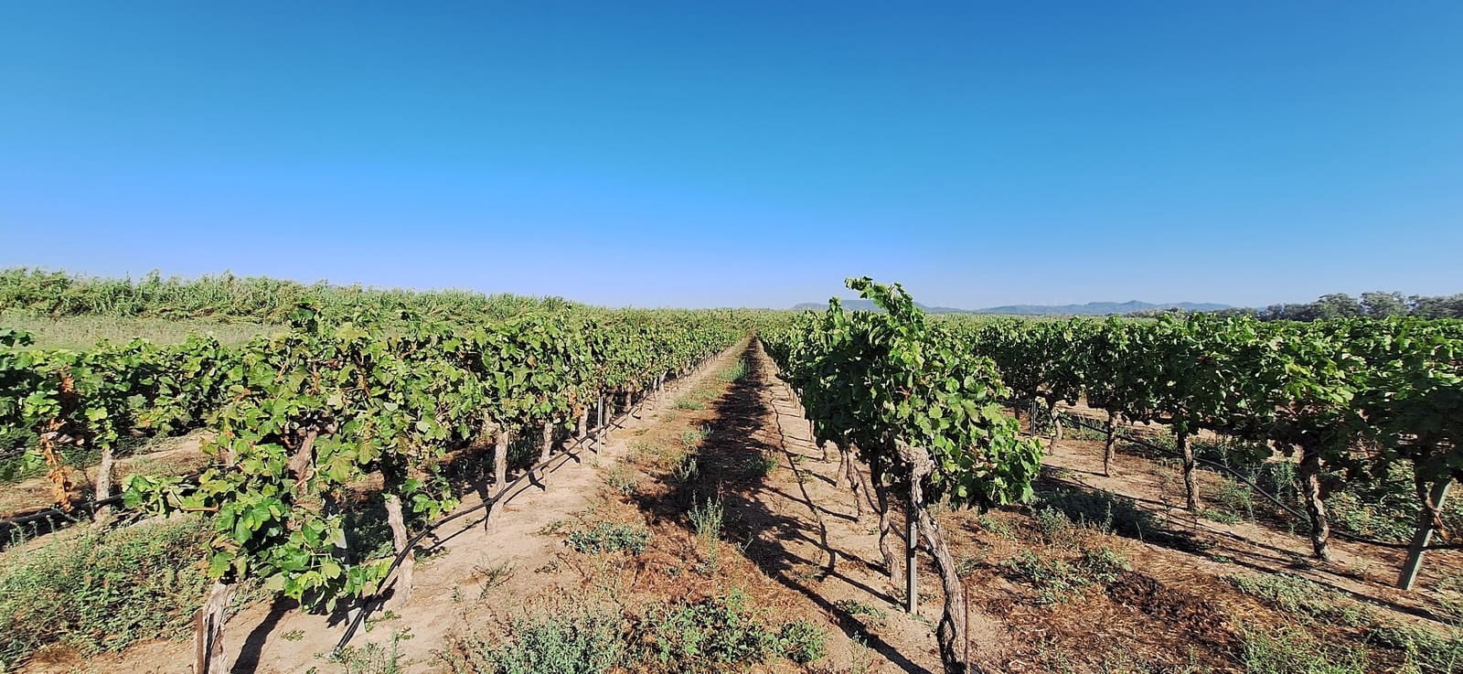 Finca/Country House for sale in Ginestar - € 59,000 (Ref: 10045687)