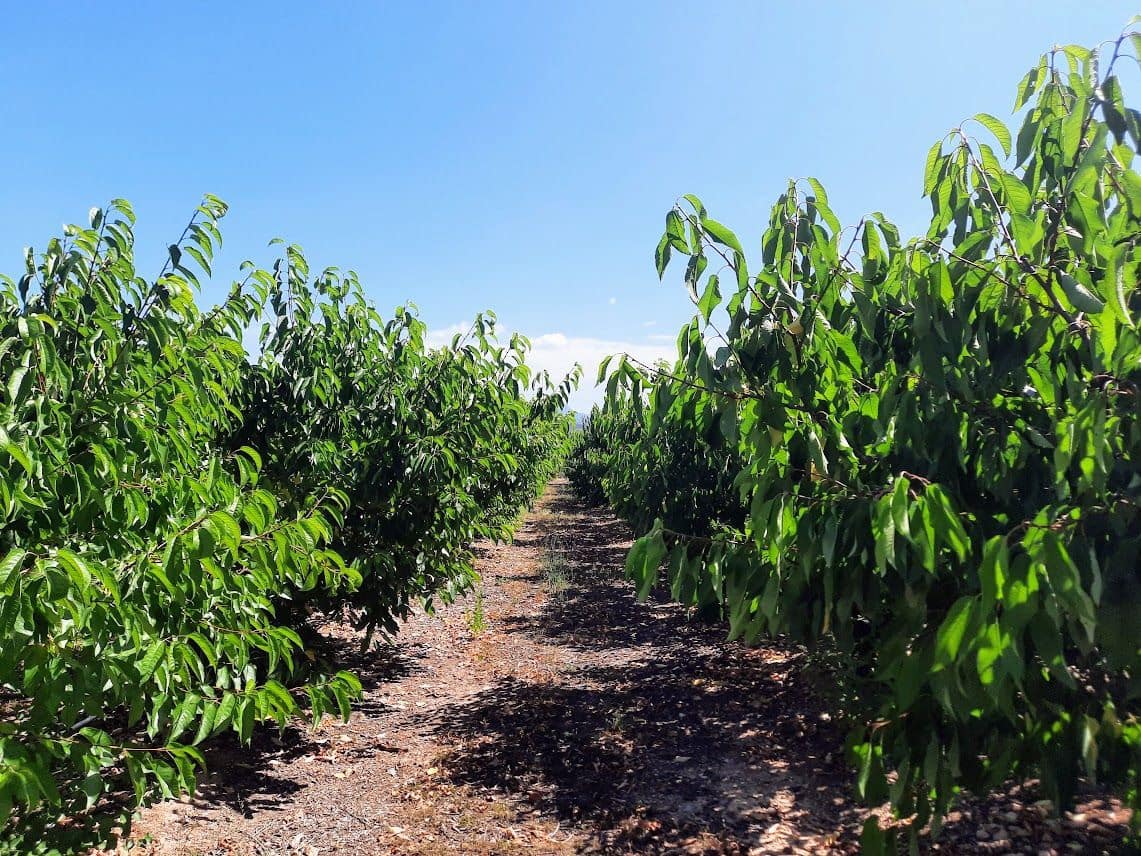 Finca/Landehus til salg i Garcia - € 189.000 (Ref: 7657852)