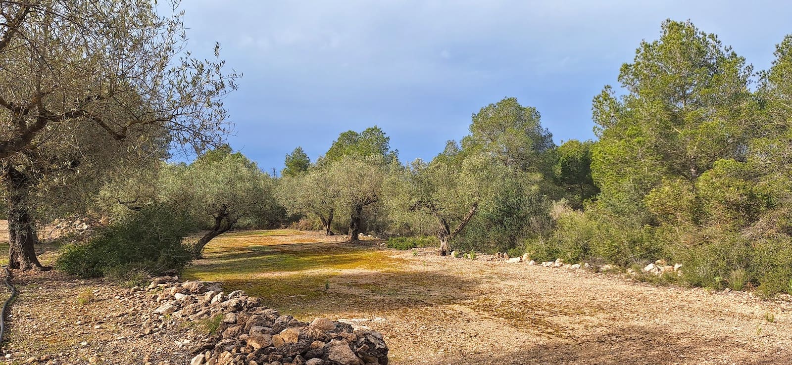 Grunde uden byggetilladelser til salg i Ginestar - € 21.000 (Ref: 8777404)