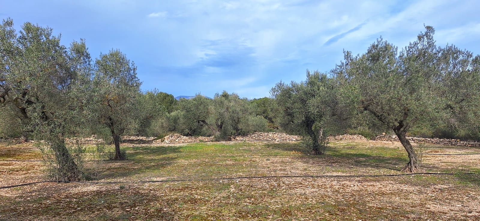 Grunde uden byggetilladelser til salg i Ginestar - € 21.000 (Ref: 8777404)