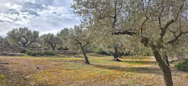 Undeveloped Land for sale in Ginestar - € 21,000 (Ref: 8777404)