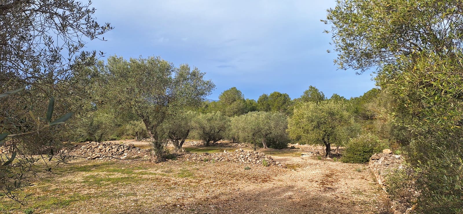 Grunde uden byggetilladelser til salg i Ginestar - € 21.000 (Ref: 8777404)