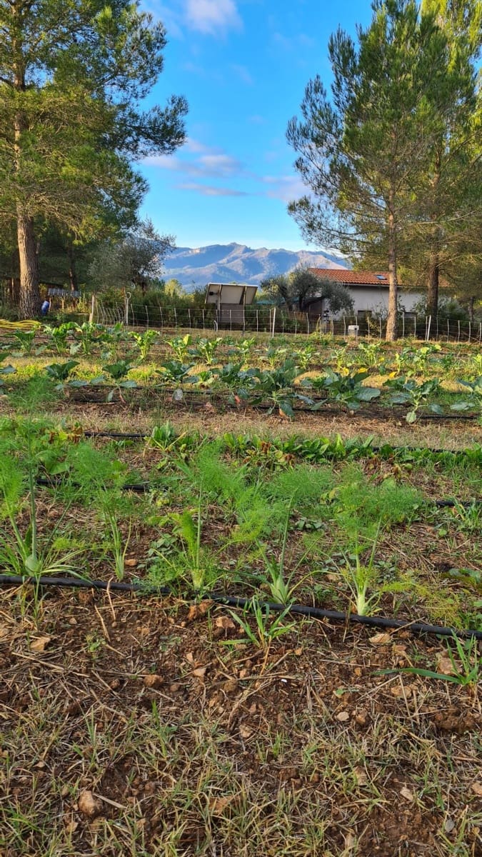 2 slaapkamer Finca/Landhuis te koop in Ginestar - € 198.000 (Ref: 8891886)