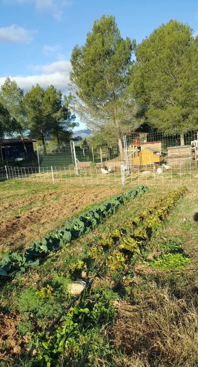 2 slaapkamer Finca/Landhuis te koop in Ginestar - € 198.000 (Ref: 8891886)