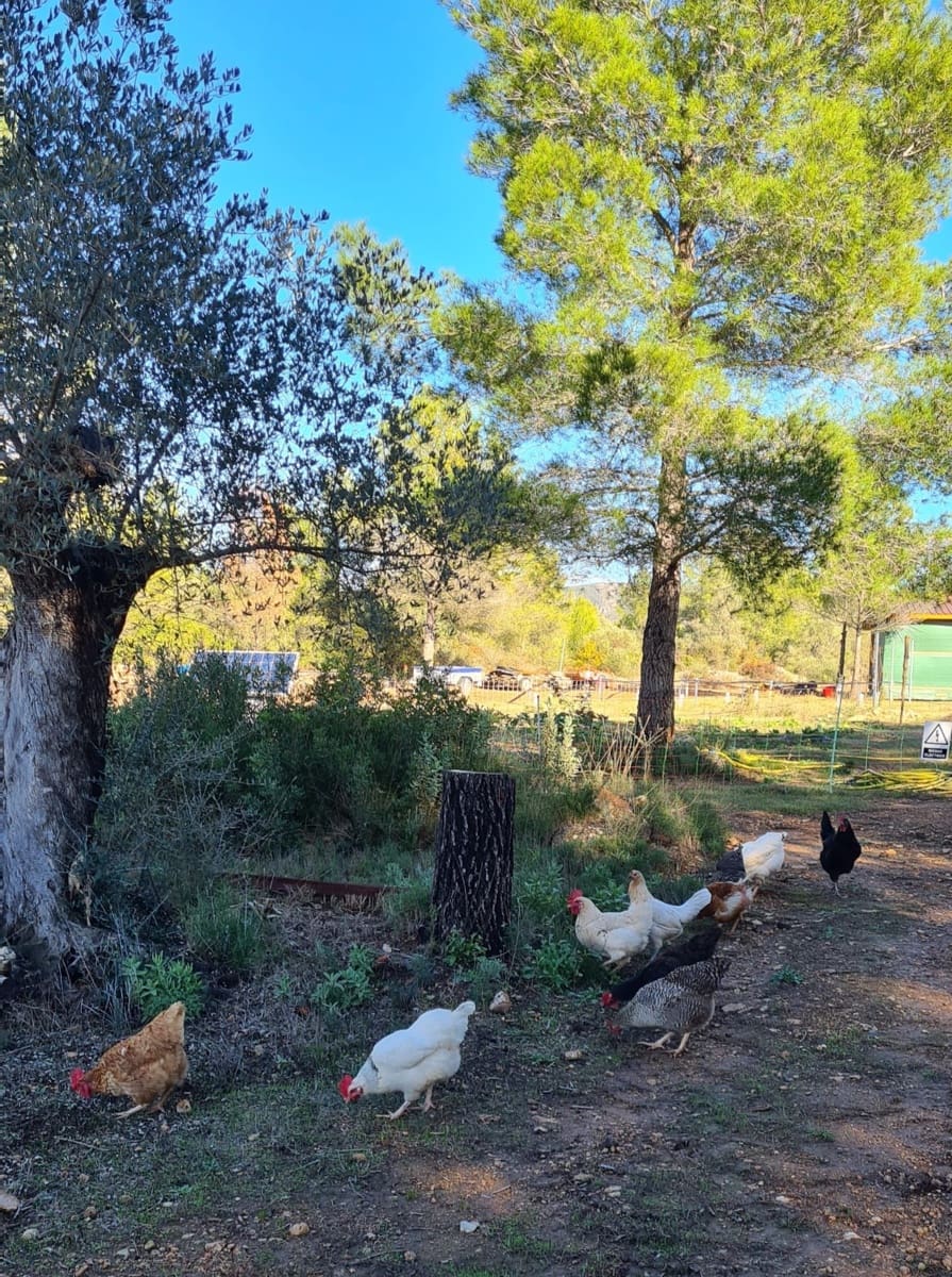 2 slaapkamer Finca/Landhuis te koop in Ginestar - € 198.000 (Ref: 8891886)