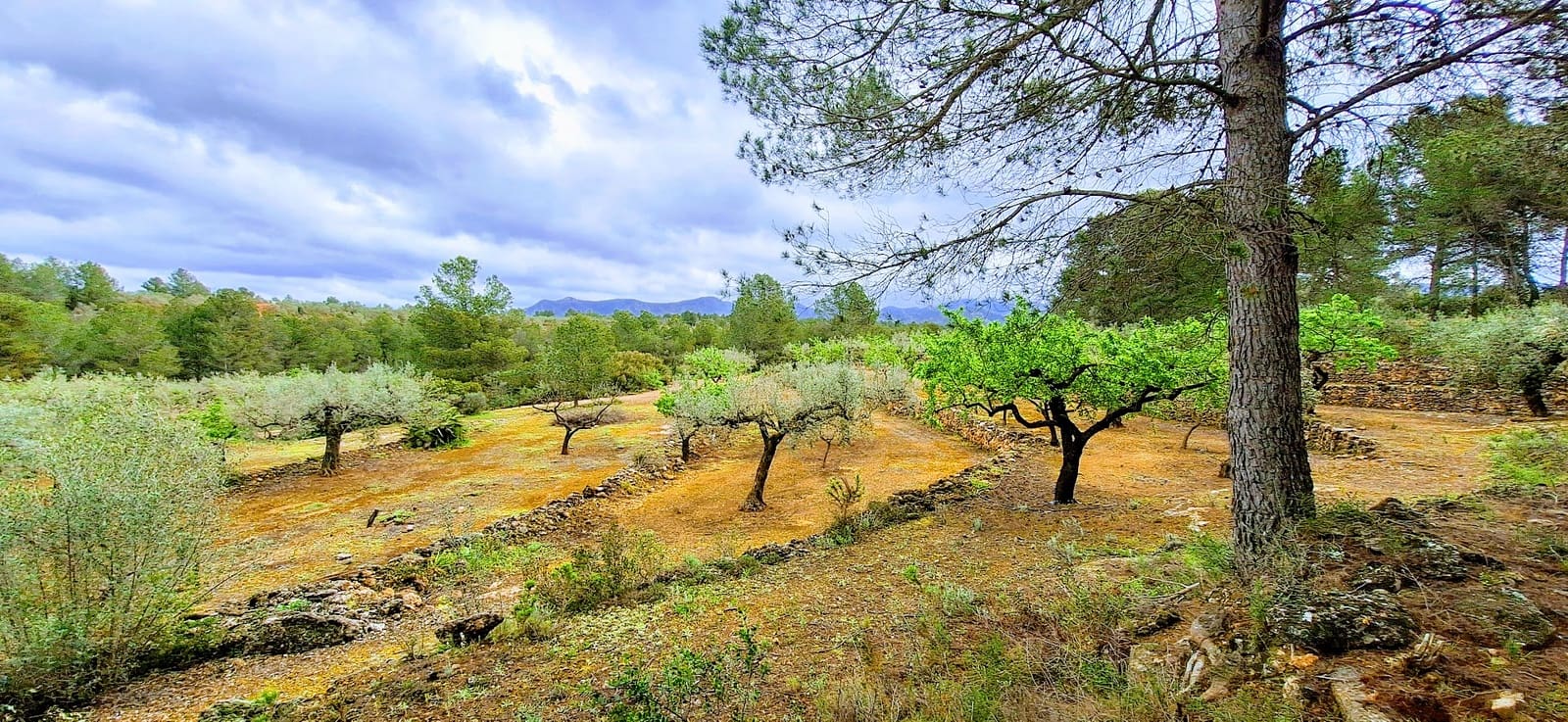 Finca/Landehus til salg i Ginestar - € 110.000 (Ref: 8911984)