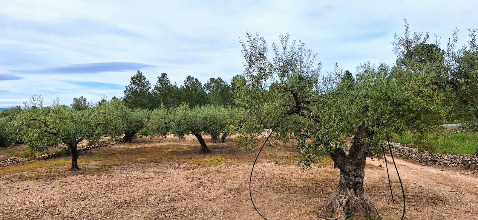 Finca/Herregård til salgs i Ginestar - € 36 000 (Ref: 8940959)