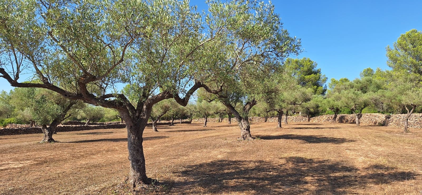 Finca/Country House for sale in Ginestar - € 65,000 (Ref: 9127766)