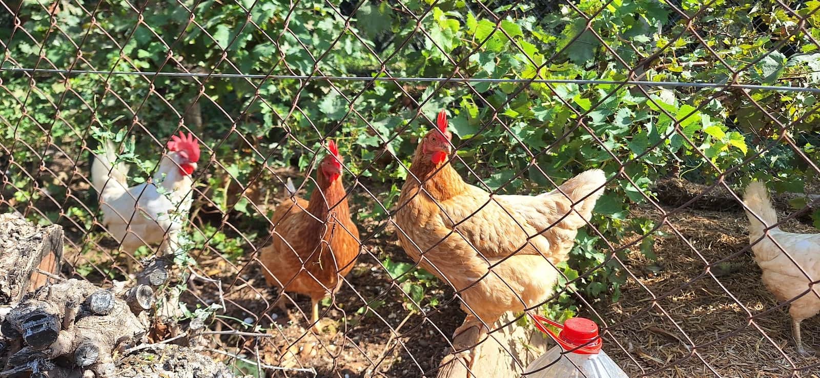 2 sypialnia Finka/Dom wiejski na sprzedaż w Riudoms - 220 000 € (Ref: 9249518)