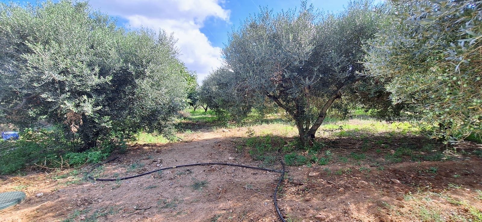 2 sypialnia Finka/Dom wiejski na sprzedaż w Riudoms - 220 000 € (Ref: 9249518)