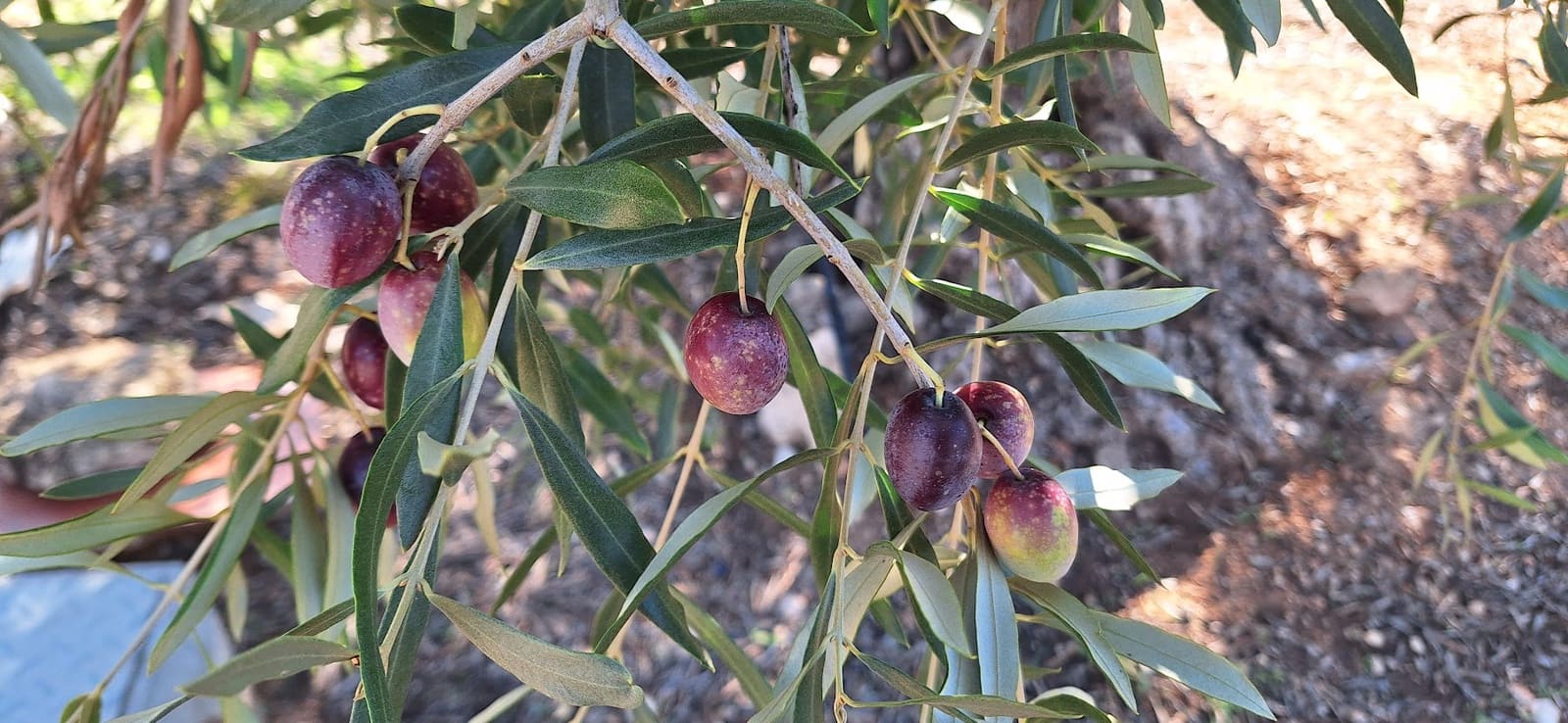 Finka/Dom wiejski na sprzedaż w Tivissa - 57 000 € (Ref: 9331441)