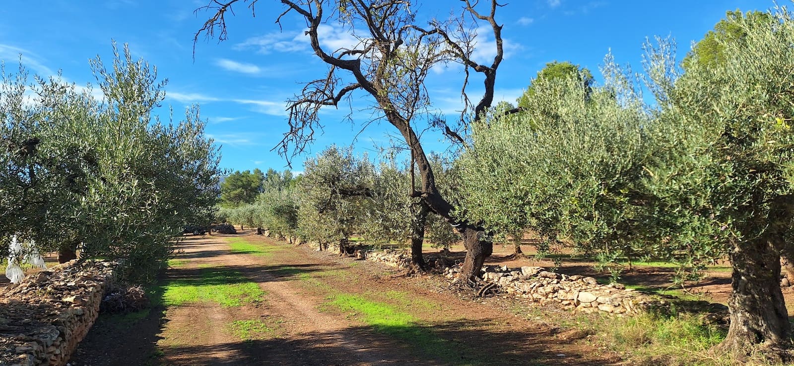 Finka/Dom wiejski na sprzedaż w Tivissa - 57 000 € (Ref: 9331441)