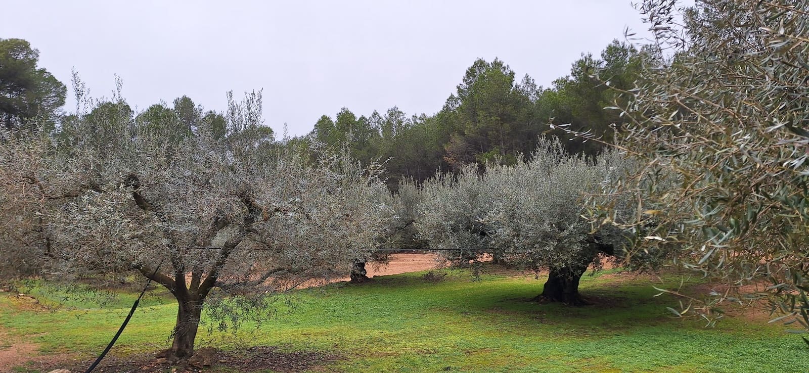 Finca/Landehus til salg i Tivissa - € 57.000 (Ref: 9331441)