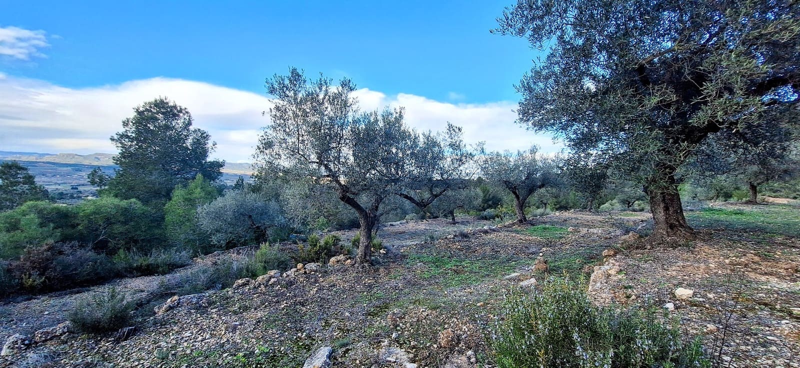 Finca/Maison de Campagne à vendre à Ginestar - 58 000 € (Ref: 9575059)