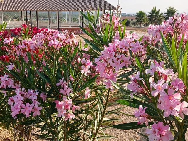 2 bedroom Mobile Home for sale in Mollina with pool - € 115,152 (Ref: 9523095)