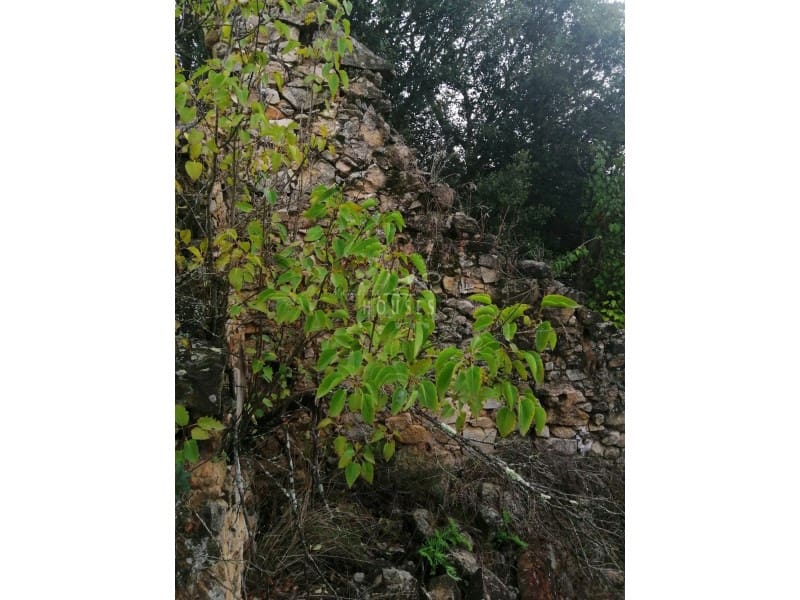 Finka/Dom wiejski na sprzedaż w Riudarenes - 140 000 € (Ref: 4816351)