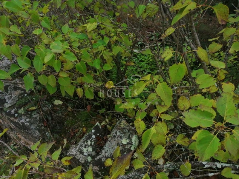 Finka/Dom wiejski na sprzedaż w Riudarenes - 140 000 € (Ref: 4816351)