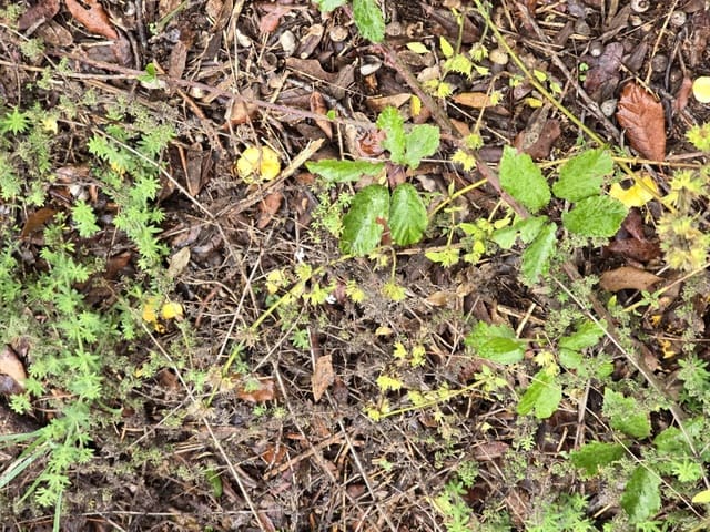 Undeveloped Land for sale in Susqueda - € 169,000 (Ref: 9645697)