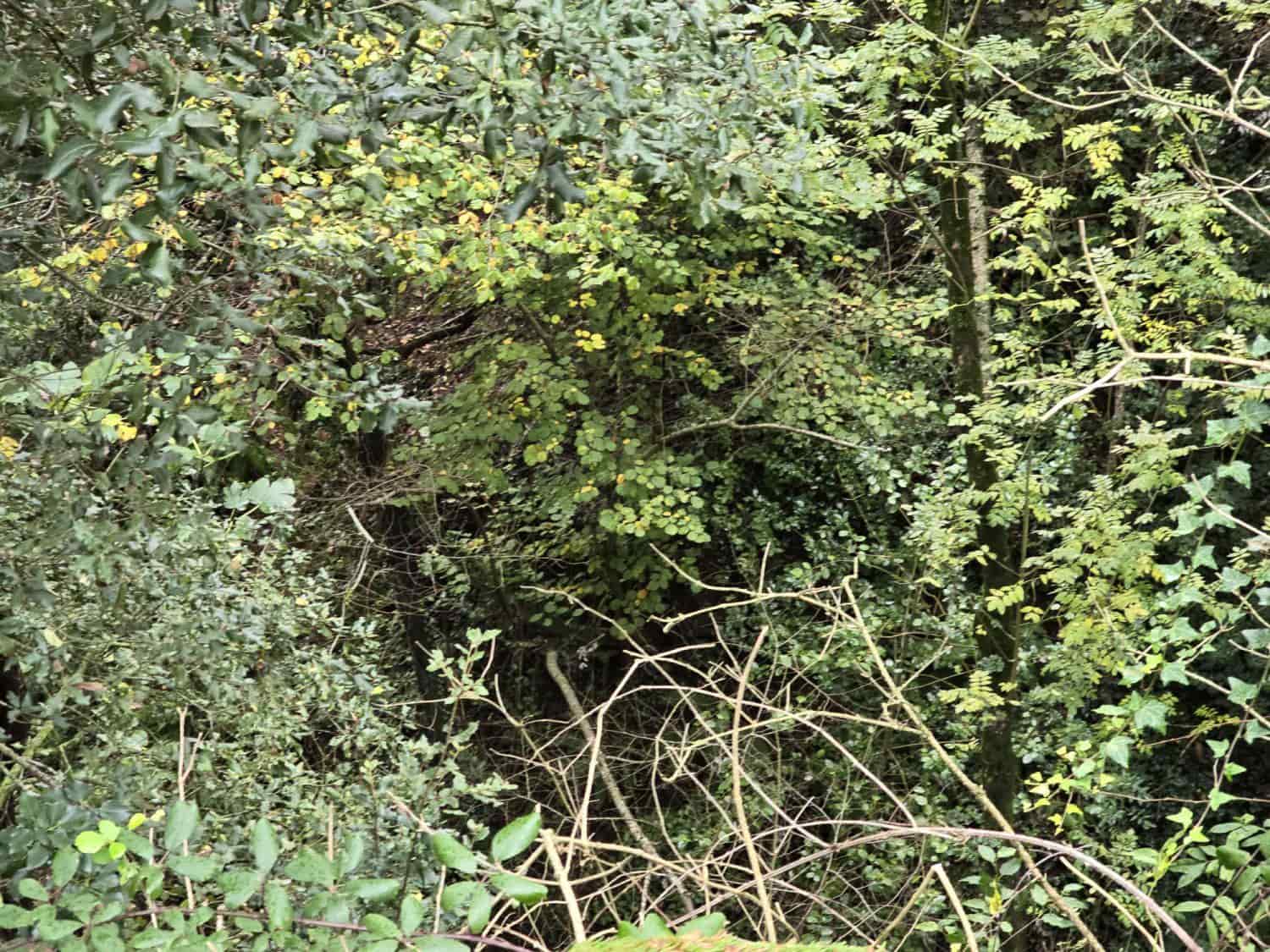 Terreno Não Urbanizado para venda em Susqueda - 169 000 € (Ref: 9645697)