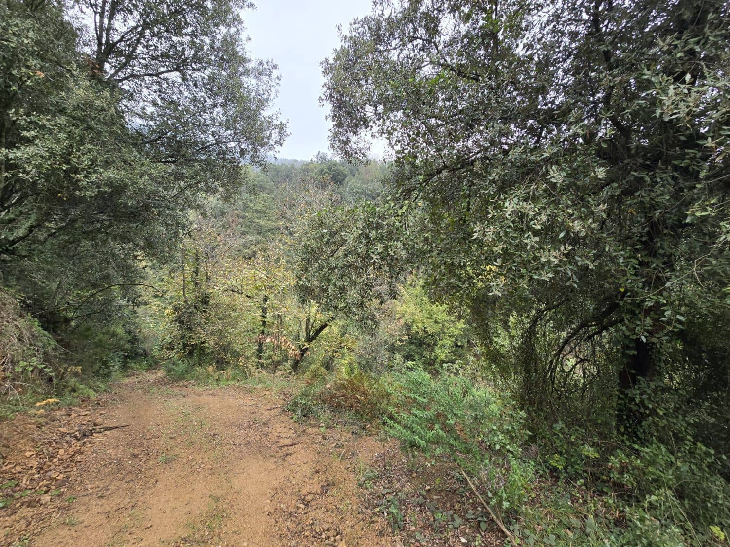 Terreno Não Urbanizado para venda em Susqueda - 169 000 € (Ref: 9645697)