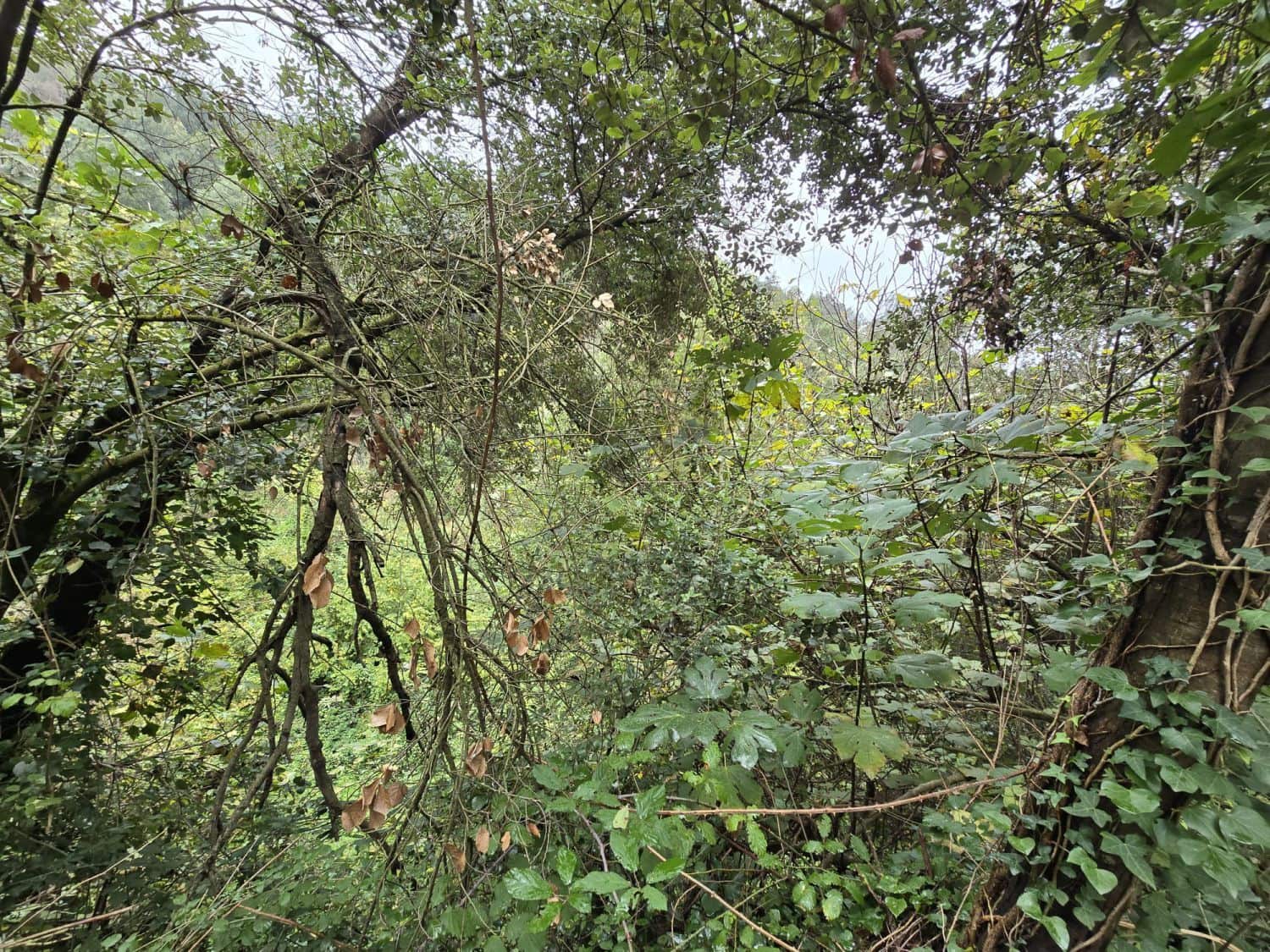 Terreno Não Urbanizado para venda em Susqueda - 169 000 € (Ref: 9645697)