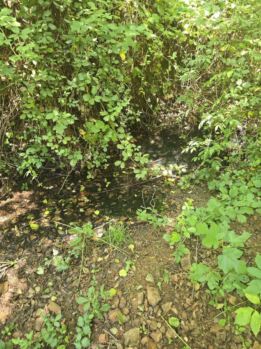 Undeveloped Land for sale in Susqueda - € 169,000 (Ref: 9645697)