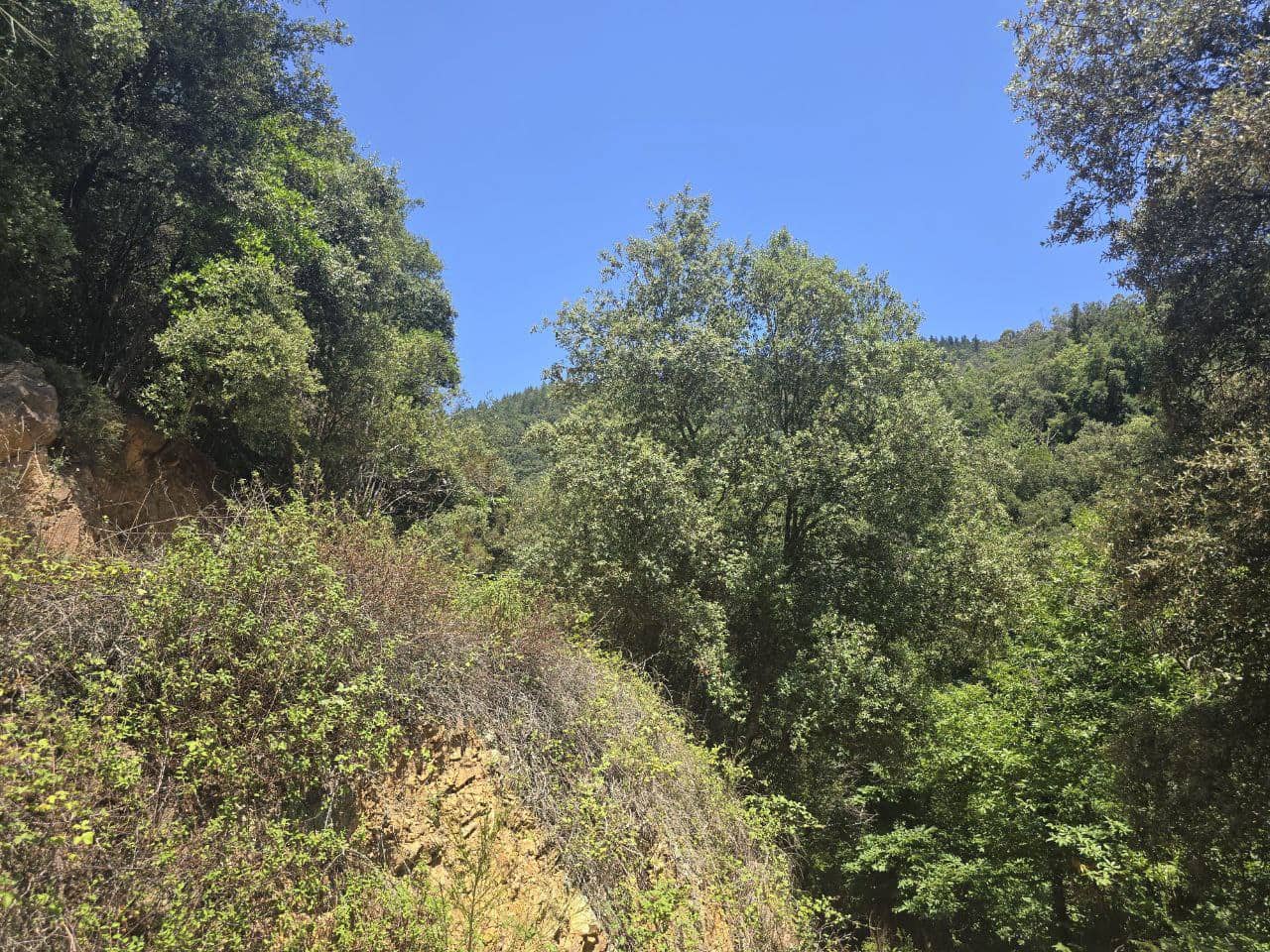 Undeveloped Land for sale in Susqueda - € 169,000 (Ref: 9645697)