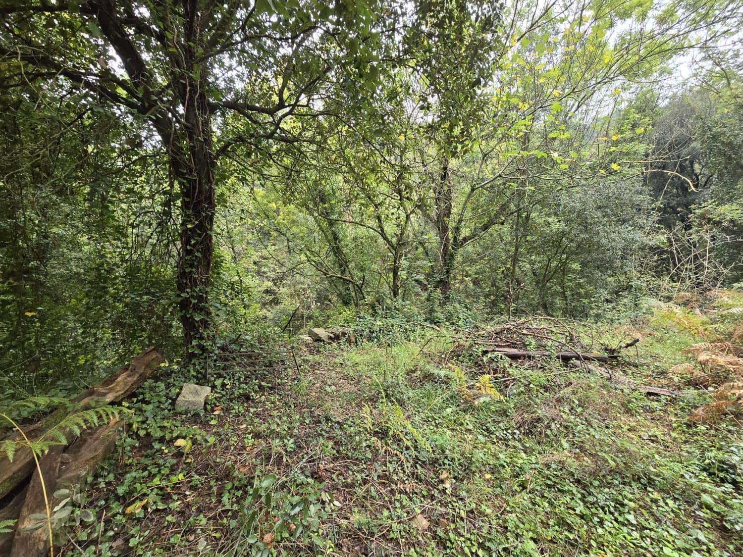 Undeveloped Land for sale in Susqueda - € 169,000 (Ref: 9645697)