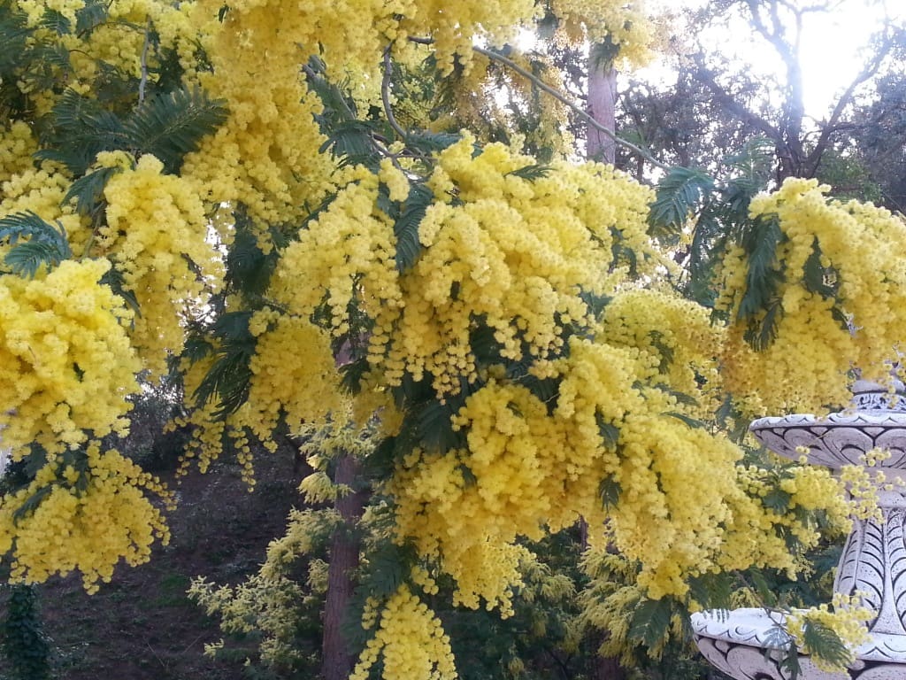 Huvila myytävänä paikassa Platja d'Aro mukana 
autotalli - 1 500 000 € (Ref: 9651679)