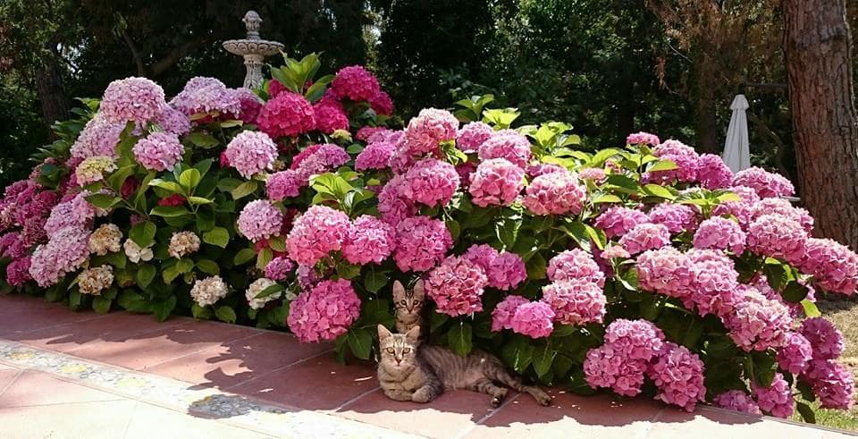 Huvila myytävänä paikassa Platja d'Aro mukana 
autotalli - 1 500 000 € (Ref: 9651679)