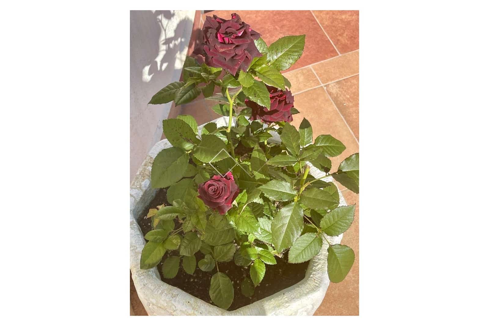 4 makuuhuone Huvila myytävänä paikassa Moraira mukana uima-altaan 
autotalli - 1 190 000 € (Ref: 9587912)