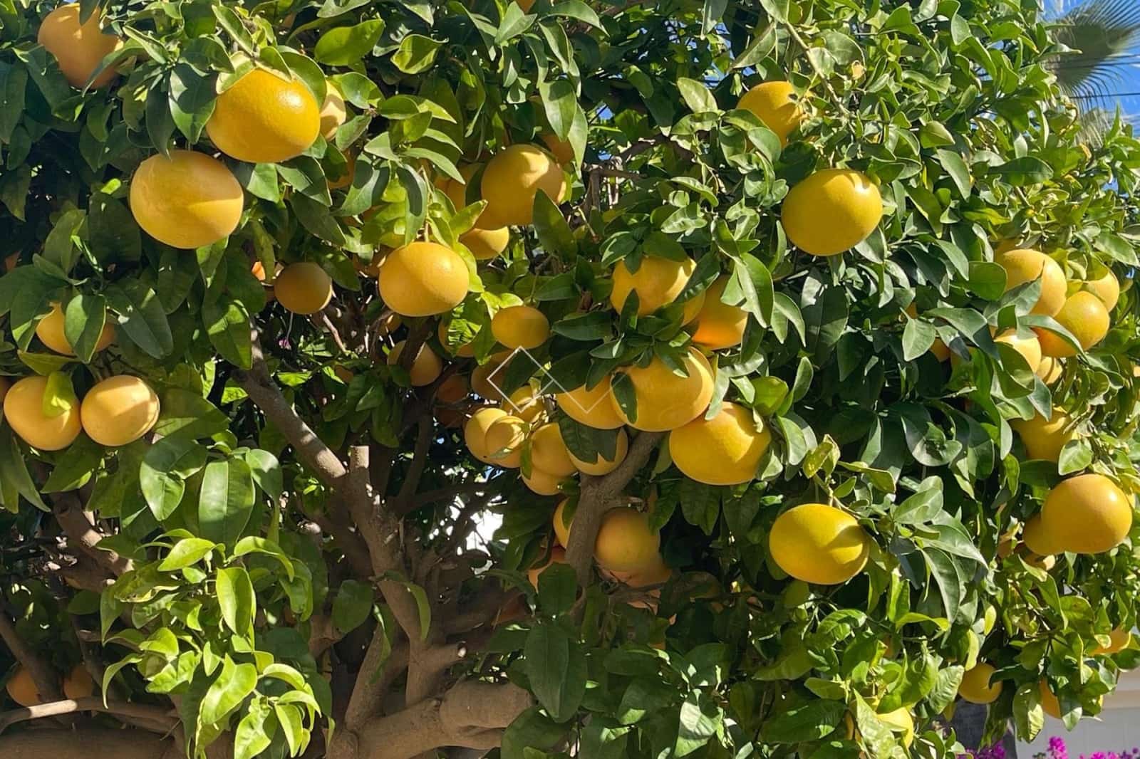 4 makuuhuone Huvila myytävänä paikassa Moraira mukana uima-altaan 
autotalli - 1 190 000 € (Ref: 9587912)