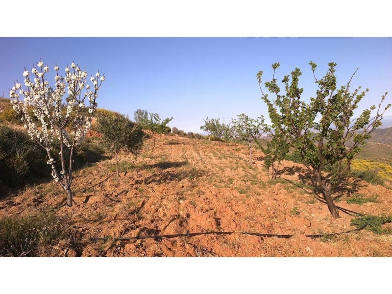 Finka/Dom wiejski na sprzedaż w Lubrin - 240 000 € (Ref: 5239425)