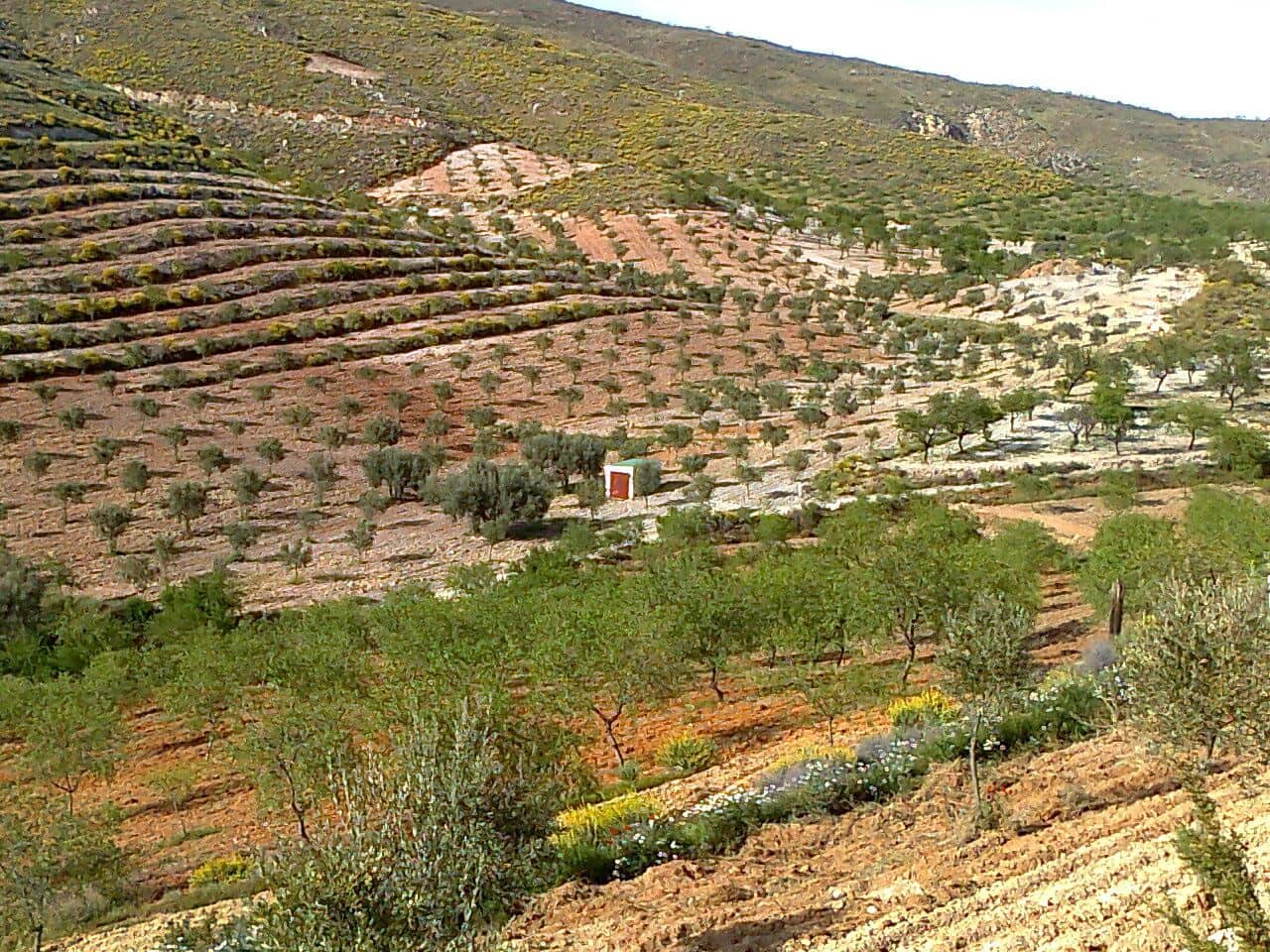 Finca/Country House for sale in Lubrin - € 240,000 (Ref: 9446520)