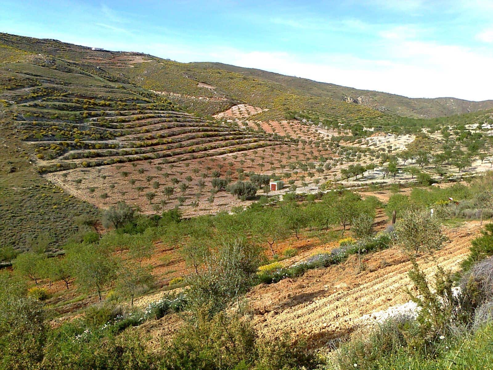 Finca/Country House for sale in Lubrin - € 240,000 (Ref: 9446520)